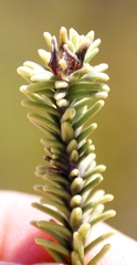 Stilbaceae