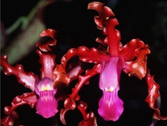 Laelia