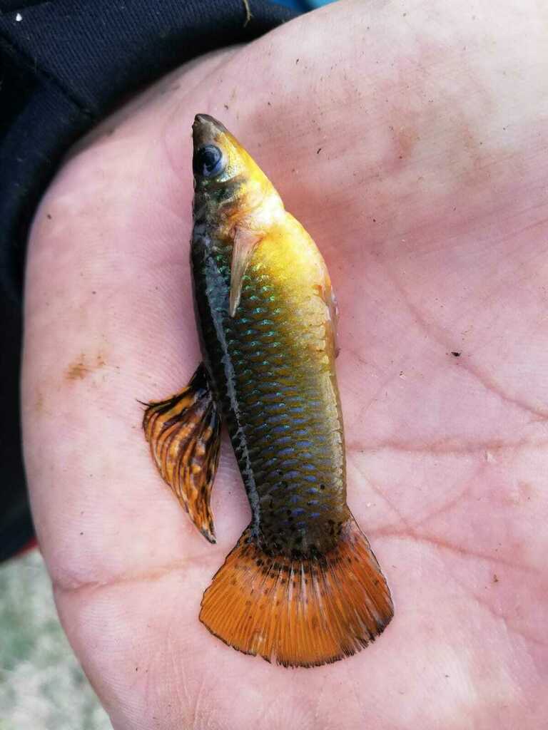 Short-finned molly (Poecilia sphenops) — Poeciliidae