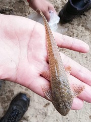 Crossoloricaria