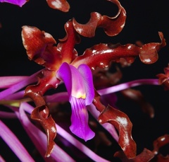Laelia