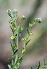 Lappula occidentalis