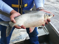 Characiformes