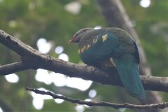 Ptilinopus magnificus