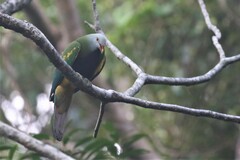 Ptilinopus magnificus