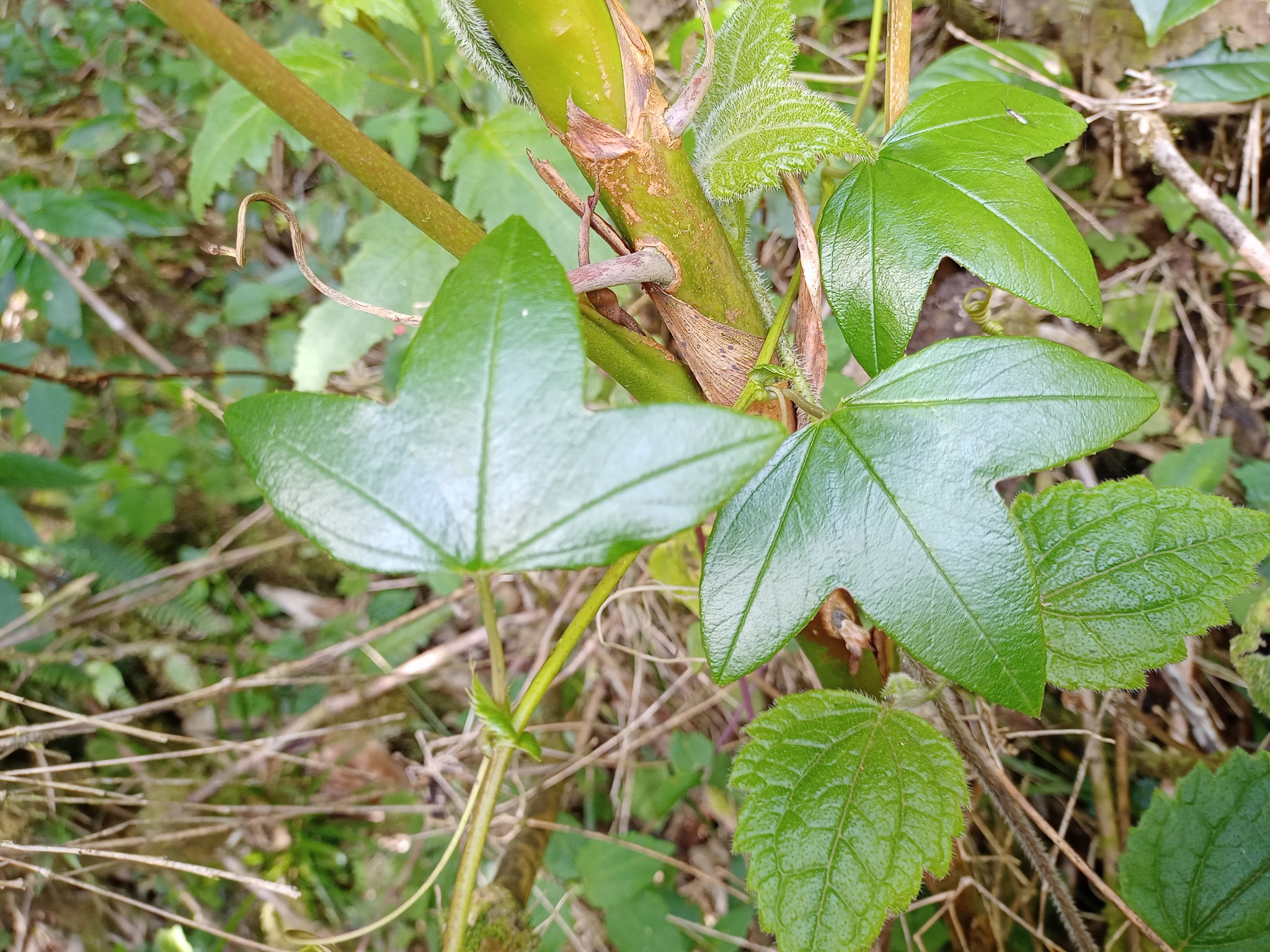 Passiflora loxensis image