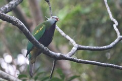 Ptilinopus magnificus