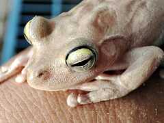 Boana platanera