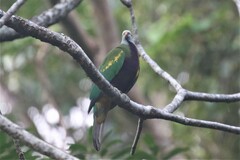 Ptilinopus magnificus