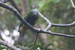 Ptilinopus magnificus