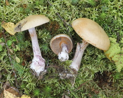 Thaxterogaster porphyropus