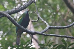 Ptilinopus magnificus