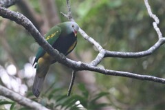 Ptilinopus magnificus