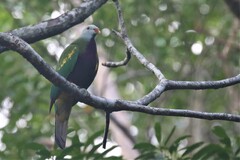 Ptilinopus magnificus