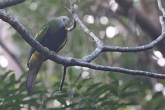 Ptilinopus magnificus