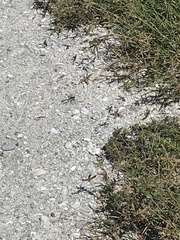 Erythemis simplicicollis