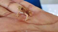 Physalaemus biligonigerus