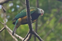 Ptilinopus magnificus