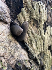 Xylaria