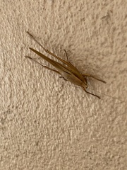 Copiphorini