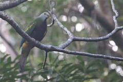 Ptilinopus magnificus