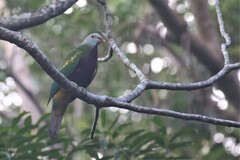 Ptilinopus magnificus