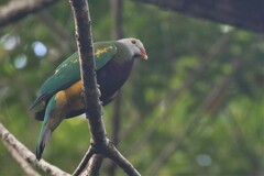 Ptilinopus magnificus