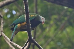 Ptilinopus magnificus