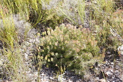 Serruria inconspicua