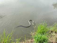 Drymarchon melanurus melanurus