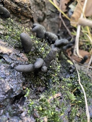 Xylaria
