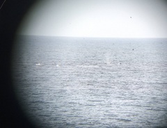 Megaptera novaeangliae