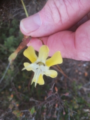 Moraea bituminosa