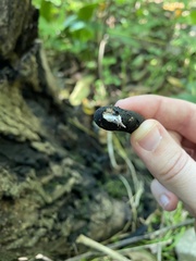 Xylaria