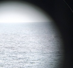 Megaptera novaeangliae