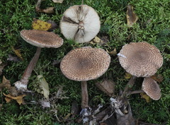 Lepiota ochraceofulva