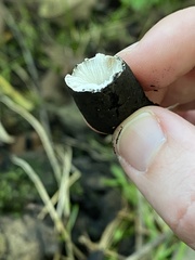 Xylaria