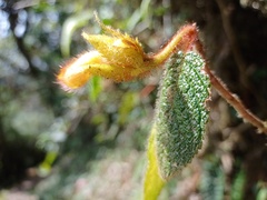 Gesneriaceae