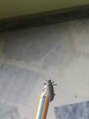 Strongylium auratum