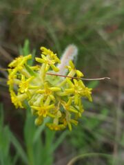 Lasiosiphon anthylloides