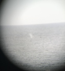 Megaptera novaeangliae