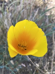 Eschscholzia californica