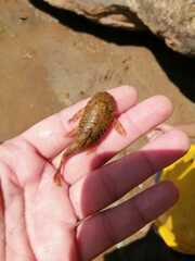 Chaetostoma