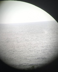 Megaptera novaeangliae