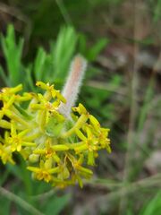 Lasiosiphon anthylloides