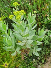 Senecio halimifolius