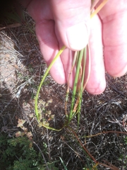 Moraea bituminosa
