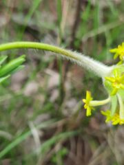 Lasiosiphon anthylloides