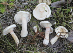 Lactarius scoticus
