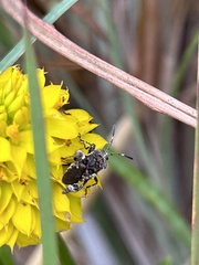 Merocoris